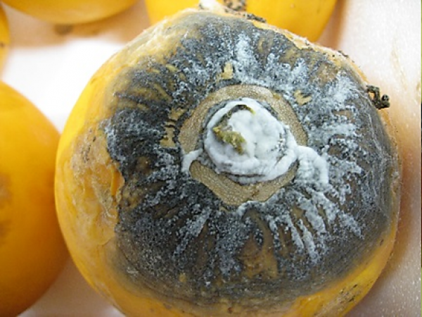 Stem-end rot of papaya