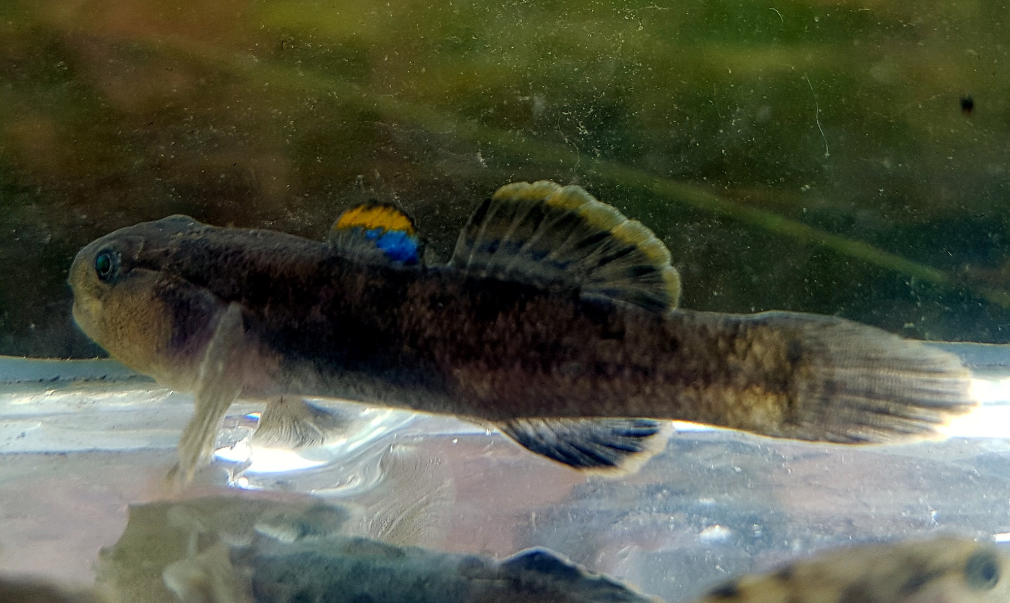 Edgbaston goby