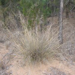 African lovegrass