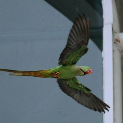 Alexandrine parakeet flying