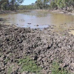 Feral pig damage