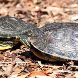 Red-eared slider turtle