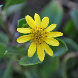 Bitou bush flower