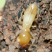 Thumbnail of Subterranean and drywood termites 