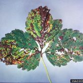 Symptoms on strawberry leaves