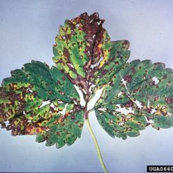 Symptoms on strawberry leaves