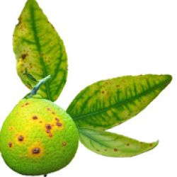 Citrus fruit and leaves with Asiatic citrus canker