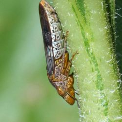 Close up view of adult glassy-winged sharpshooter.