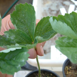 Figure 1: Symptoms on leaf showing leaf curl and white fungal growth