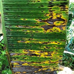 Various stages of leaf spot development of black sigatoka of banana, including thin streaks, streaks with yellow halos, and advancing spots with grey centres