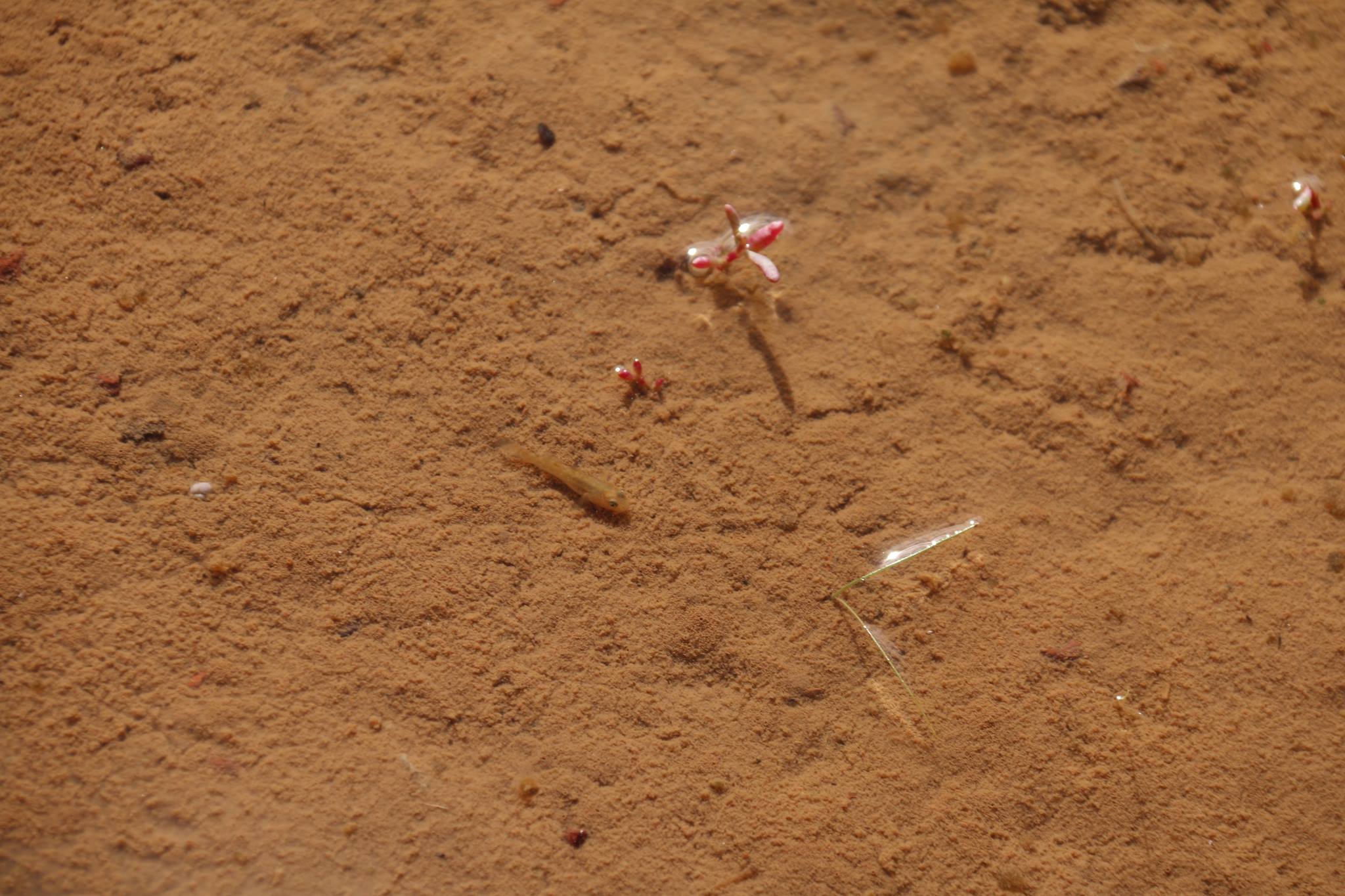 Edgbaston goby camouflaged