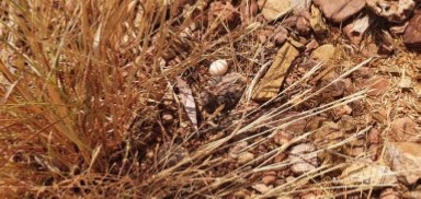 Small bird egg in spinifex grass