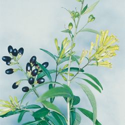Green cestrum flower and fruit