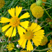 Thumbnail of Bitterweed