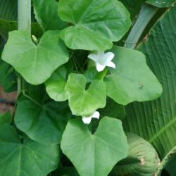 Ivy gourd leaves and flower