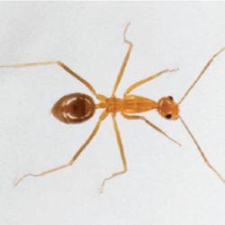 Yellow crazy ant