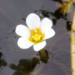 Cabomba flower close-up