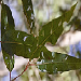Lerps and psyllids 