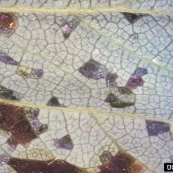  Close up of symptoms on the lower leaf surface