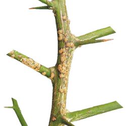 Etched Asiatic citrus canker stem