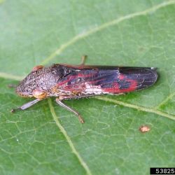 Close up view of adult glassy-winged sharpshooter on a leaf