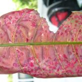 Mango leaf gall midge infesting a very young mango leaf