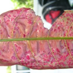 Mango leaf gall midge infesting a very young mango leaf
