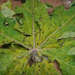 Close up of brown spot on papaya leaves