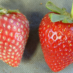 Two strawberries, one bright red and shiny, the other covered looking as if it's covered in a dusting of white powder