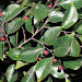 Thumbnail of Chinese celtis