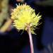 Thumbnail of Water mimosa