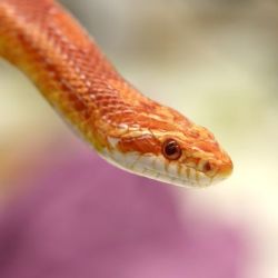 American corn snake