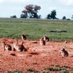 Rabbit plague