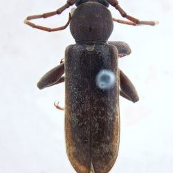 Male Chinese longhorned beetle