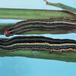 Larvae with longitudinal stripes