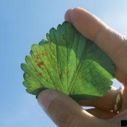 Symptoms on a leaf