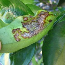 Asiatic citrus canker can follow the leaf mines of citrus leaf miner