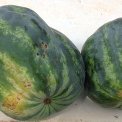 Misshapen watermelon fruit as a result of infection with cucumber green mottle mosaic virus 