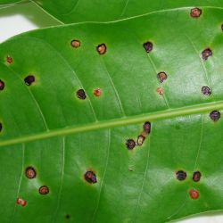 Mango leaf galls of different ages on the same leaf. The galls are round, raised, about 2-3 mm in diameter and can be different colours
