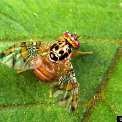 Adult Mediterranean fruit fly