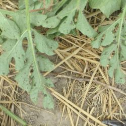 Black spots on watermelon leaves caused by MNSV  