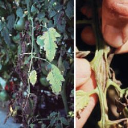 Infected plants and stems