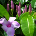 Thumbnail of Ornamental rubber vine