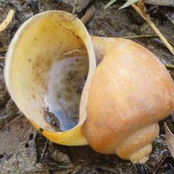Spiked-top apple snail shell