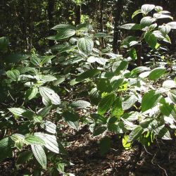 Koster's curse habitat