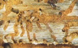 Galleries (tunnels) in pine bark made by the larvae of five-spined bark beetles 