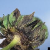 Symptoms on fruit sepals