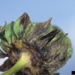 Symptoms on fruit sepals