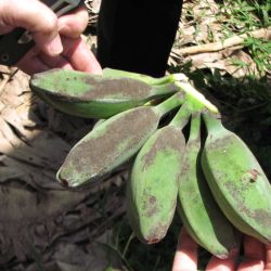 Hand holding a bunch of green bananas showing signs of freckle disease of banana.