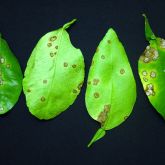 Citrus canker spots on upper and lower leaf surfaces